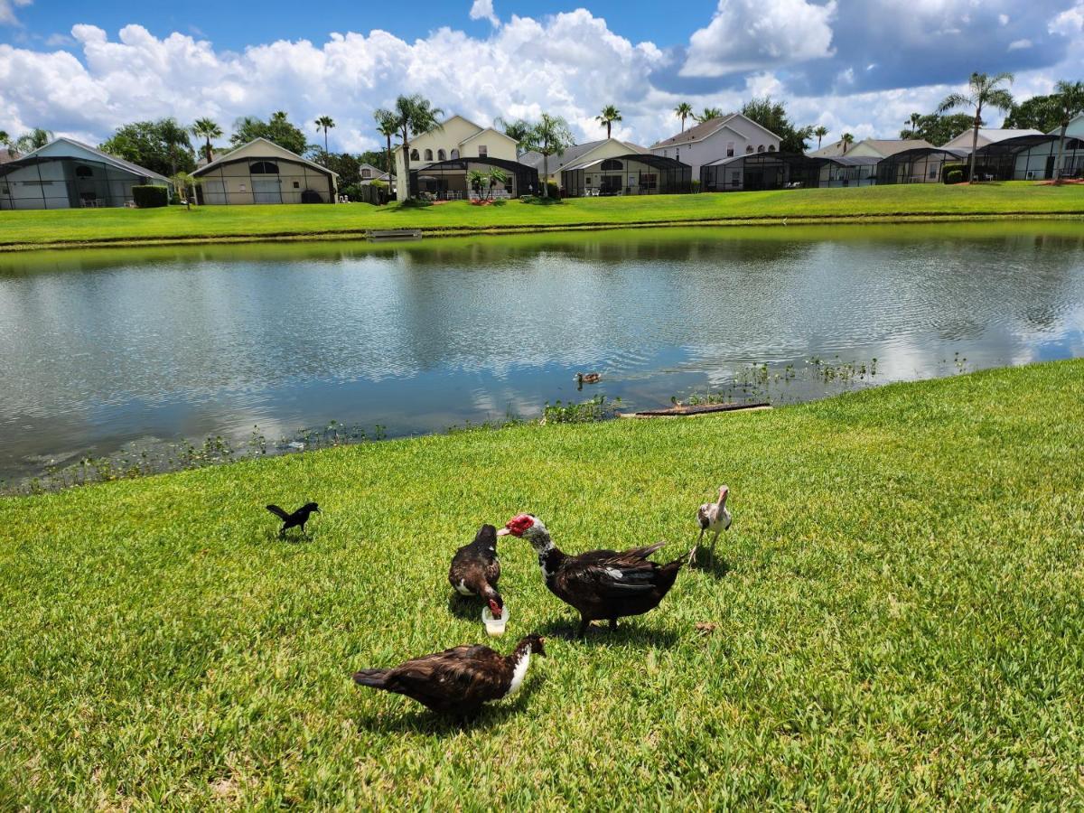 Fully Renovated, Quiet, Spacious Disney Themed Pool Home With Office Kissimmee Eksteriør bilde